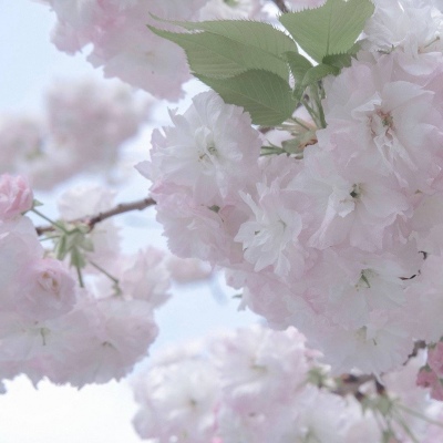 大关福瑞交流群